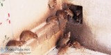 Hire Professionals for Rodents Treatment in Hyderabad