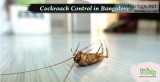 Contact Experts for Cockroach Control Services in Hyderabad