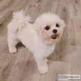 Outstanding litter of Maltase puppies for sale