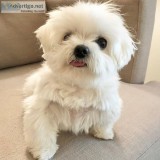 Humble maltase puppies for sale