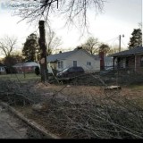 Tree Services