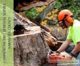 Get Commercial Tree Removal Services in Sarasota County