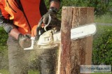 Tree Service Carmel