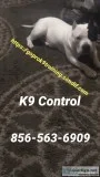 No more out of control canine