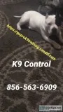 Dog and puppy training guaranteed
