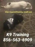 Dogs and puppies controlling unruly problems
