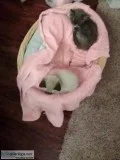 Two small kittens
