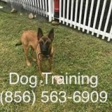 Working with your dog