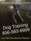We control your dog 