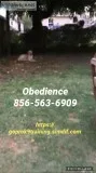 Solving canine behavioral issues