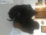 Buffalo shoulder mount