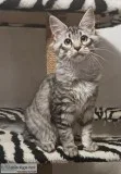 Maine c--n kittens both female & male for sale