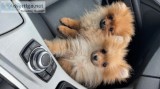 Pomeranian Xxs Female
