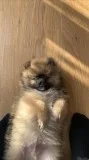 3 Months Cutest Pom Puppy