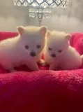 2 Long Haired Chihuahua X Pomeranian Pomchi