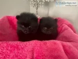 2 Solid Black Pomeranian Boys