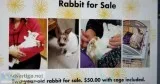 Rabbit and Cage for Sale