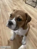 Beautiful BeaBull (English Bulldog and Beagle)