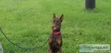 Full blooded Red Doberman Pincher