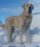 1.5 years old Spanish Mastiff