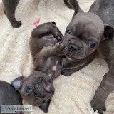 Cute  French Bulldog Puppies for sale