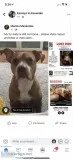 Missing dog