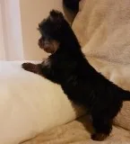 AKC Champion Yorkie  Puppies-3 Left