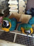 Macaw parrot male and female