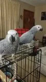 Healthy raised pure african grey and macaw urgent birds