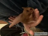 Free to good home two female hamsters