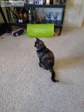 Kitten 7 months Spayed wShots