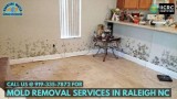 Call us  919-335-7872 for Mold Removal Services in Raleigh NC
