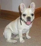 French Bull Dog Puppies
