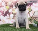 Male Pug Mark For Sale