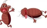 Know about bed bug exterminator