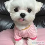 Amazing Maltese puppies available for sale
