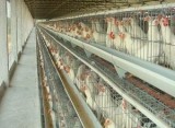 California Poultry Cages - Poultry Equipment Manufacturers