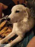 Free dog