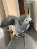 Perfect-talker african grey for-sale