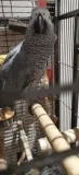 Simple male african grey for sale 3-4 months