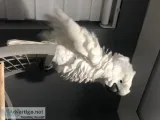 Beautiful boy casper, umbrella cockatoo