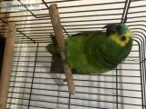 Good, male blue fronted, amazon parrot