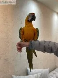 Tame female catalina, macaw