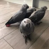 Babies african grey parrot 3 months 3 weeks 5 days