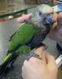 Hand reared hawk headed parrot