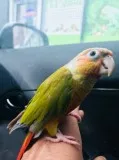 Pineapple conure talking parrot