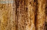 Signs Your Tree May Be Infested With Borers