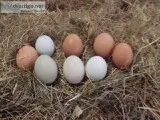 Farm eggs for sale