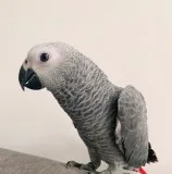 3 beautiful, baby s african greys top*