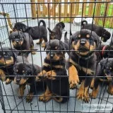 Rottweiler puppies for sale